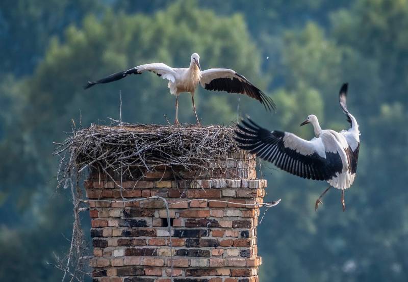 Expert Chimney Animal Removal in Midlothian, TX Professional Chimney Animal Removal Services in Midlothian, Texas